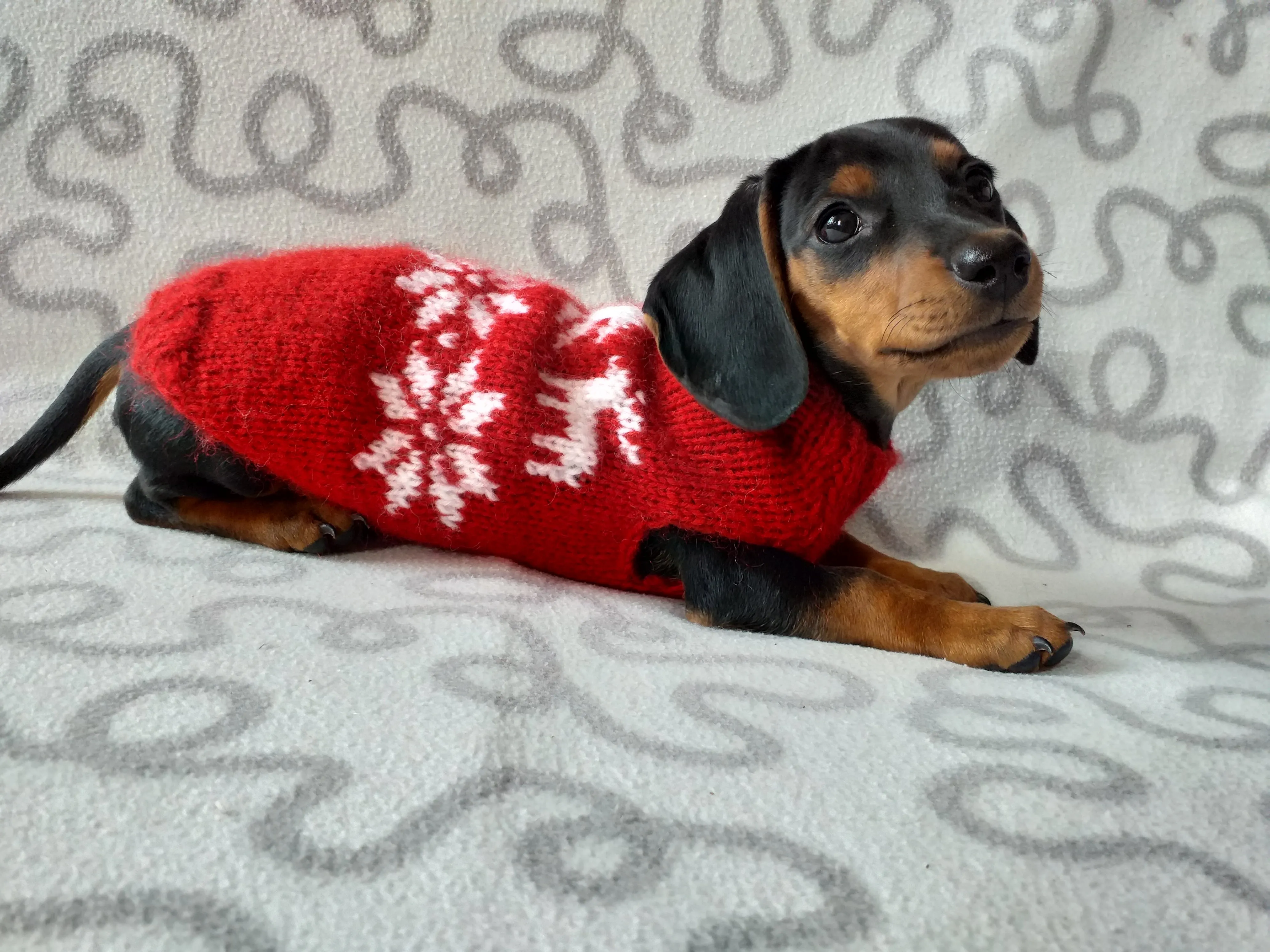 Christmas wool sweater with deer and snowflakes for a small dog, sweater deer for dog, christmas sweater with deer for little dachshund